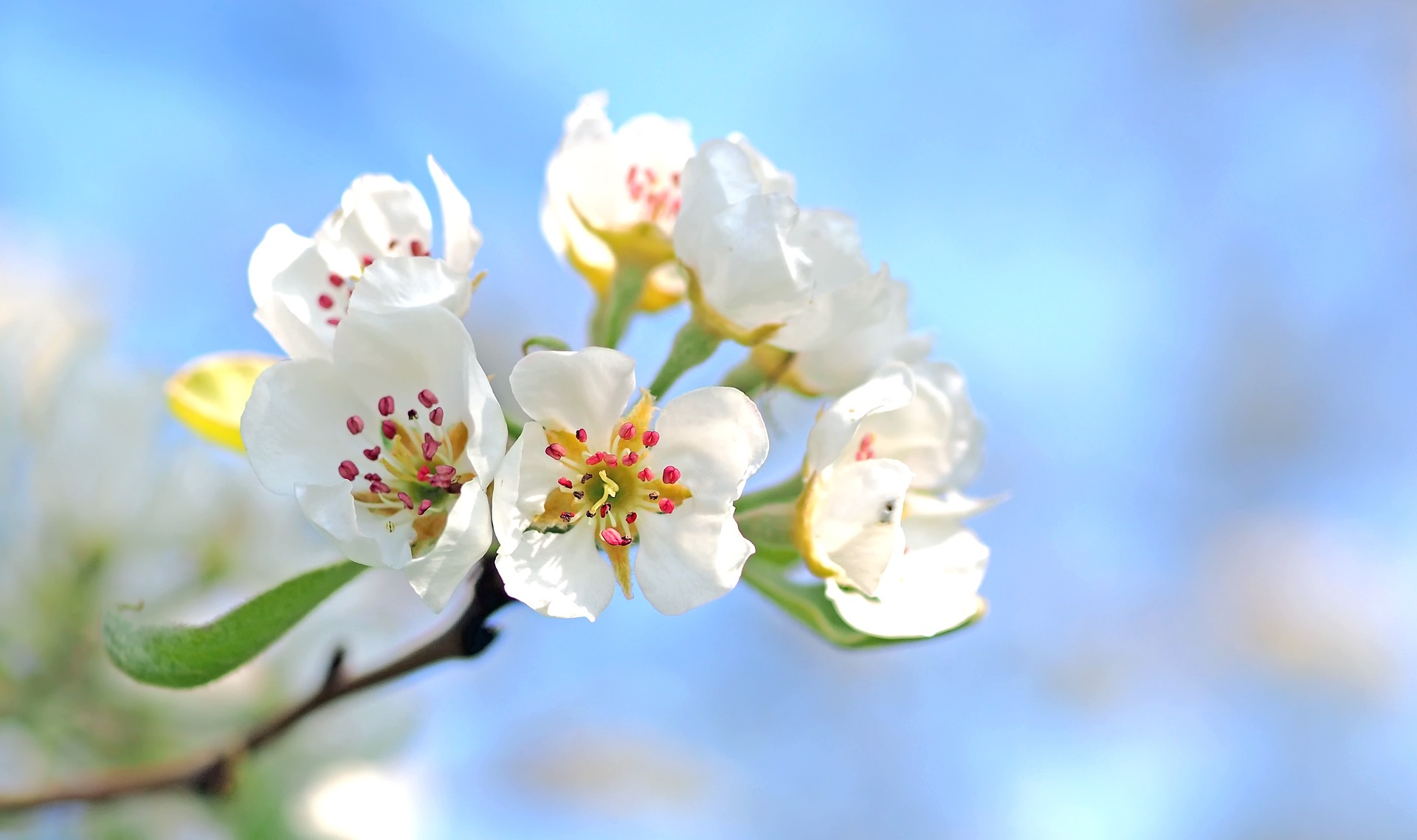 apple-blossom-g61935490f_1920.jpg